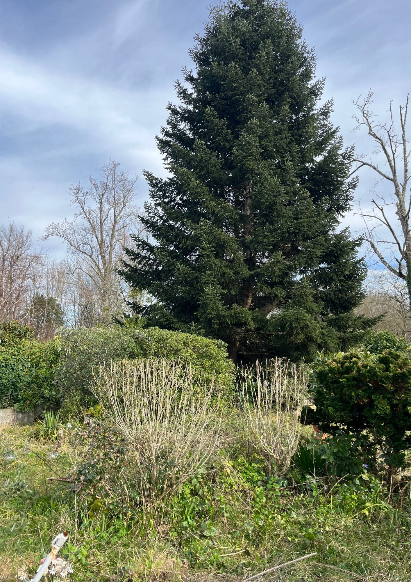 Jardin réalisé à Mérignac